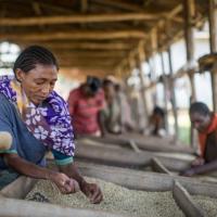 Woman sat and hand sorting crops. Photo by: Chris Perry / Fairtrade International